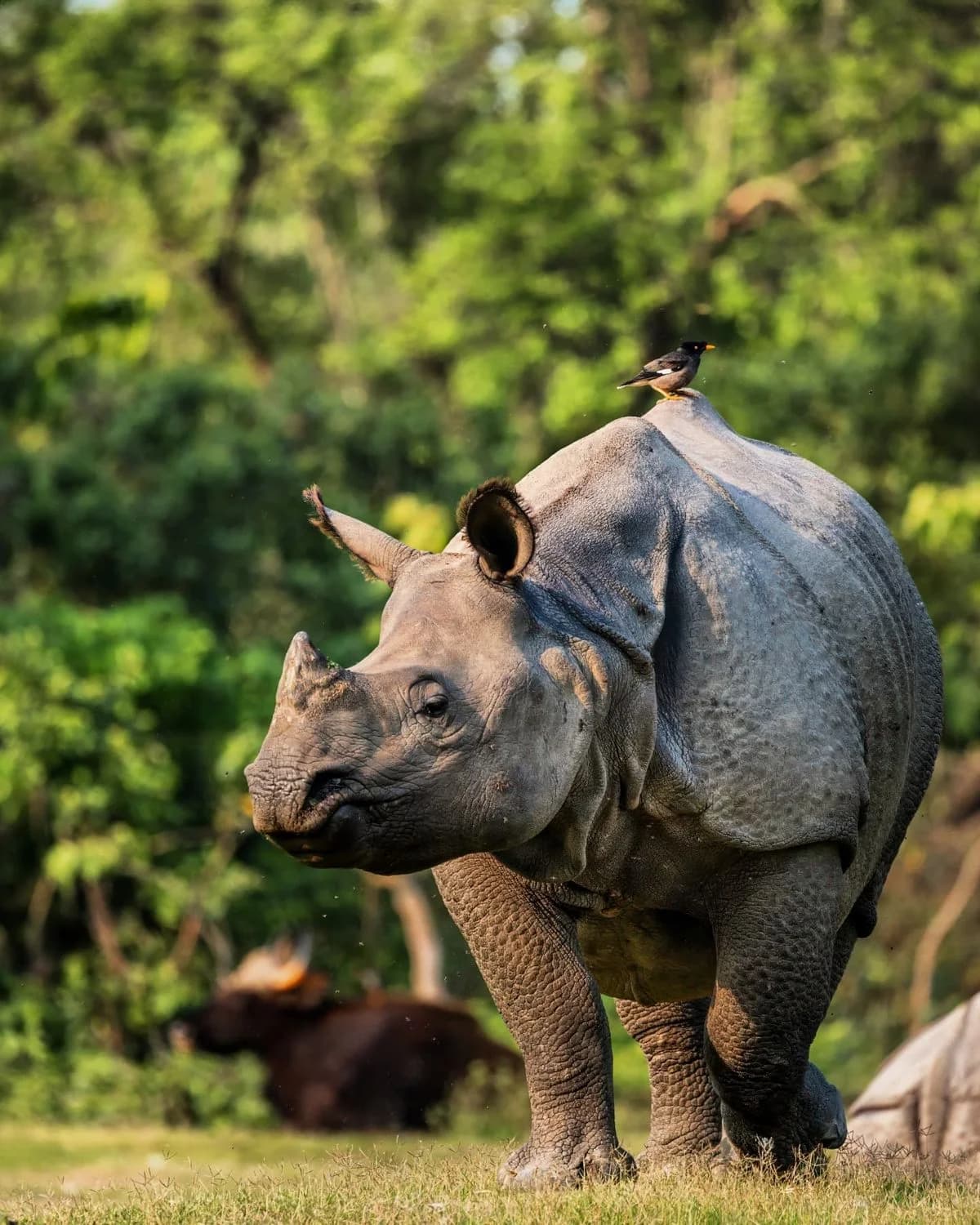Rhino