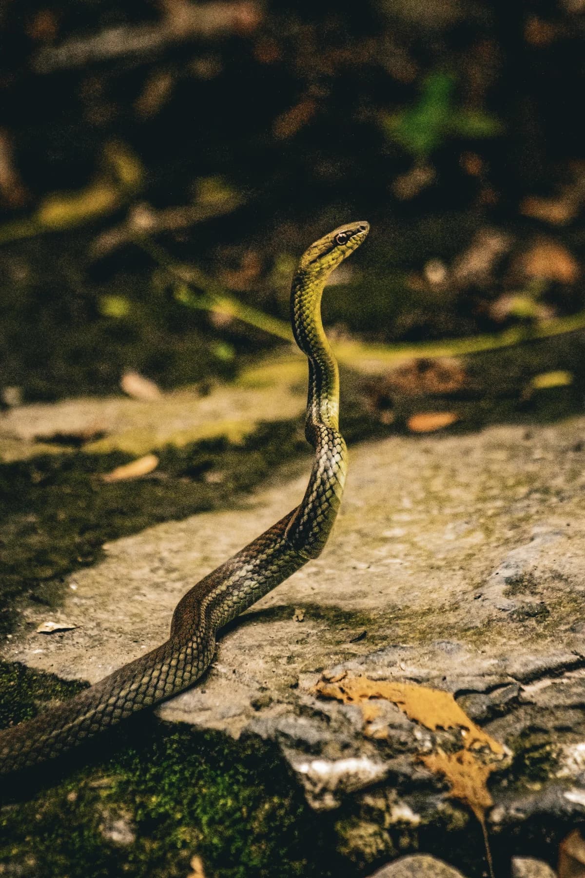 snake