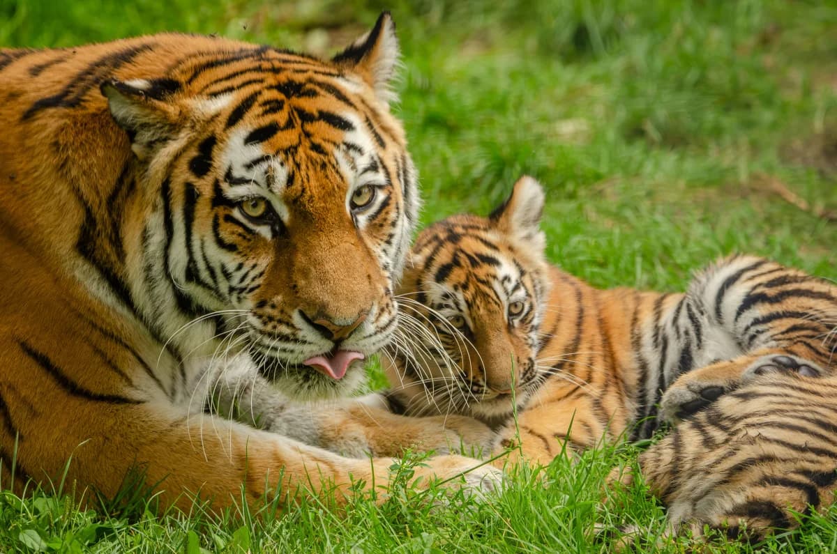 tiger